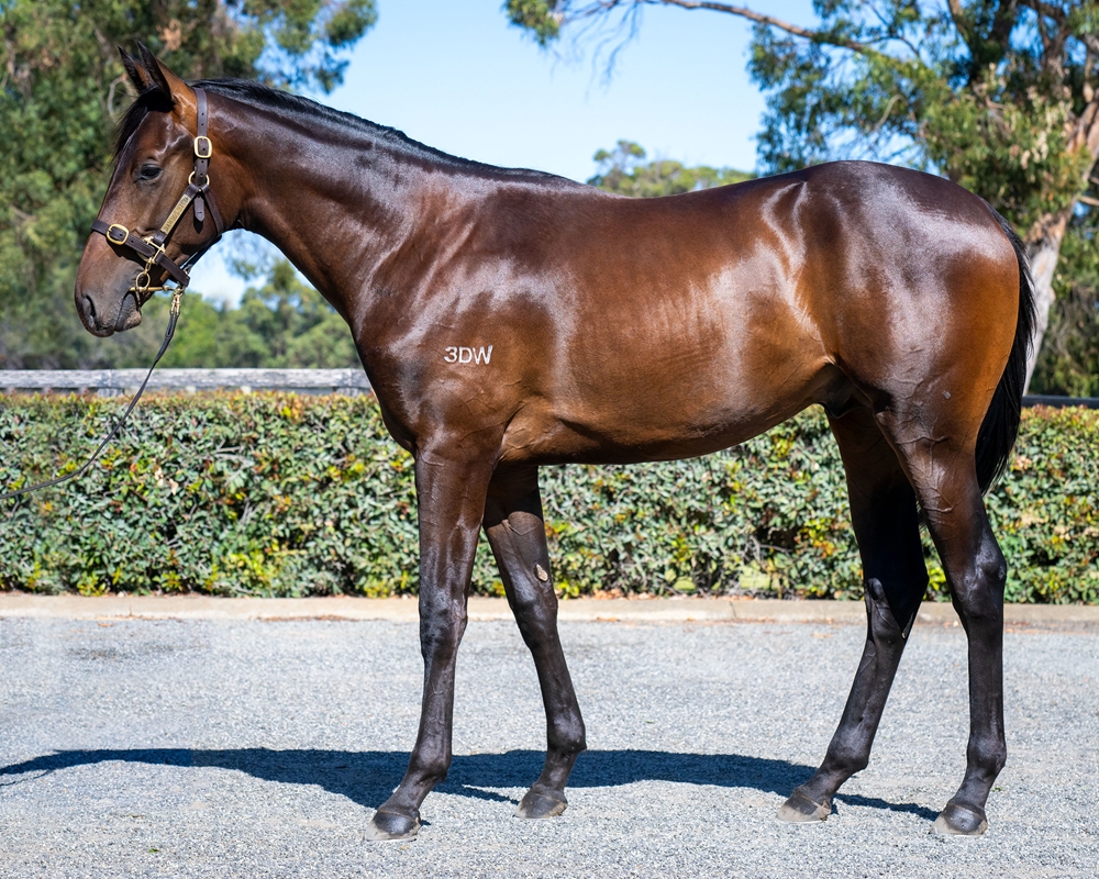 Playing God (AUS) / Anamour (AUS) 2023 Colt - Image 1