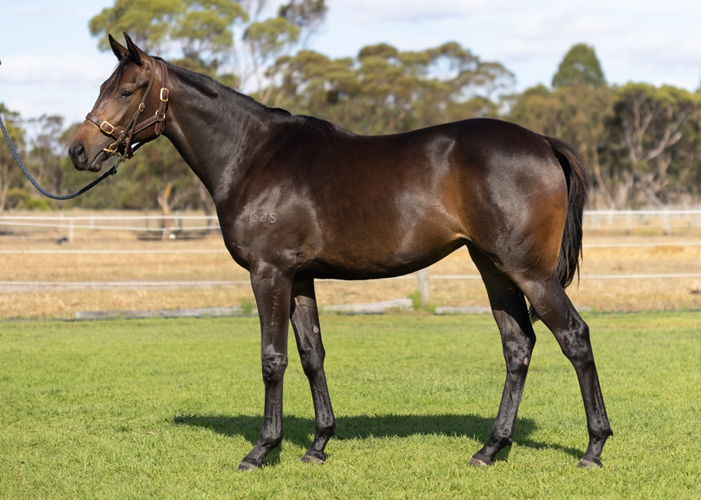 Maschino (AUS) / Shamelessly (NZ) 2023 Filly - Image 1