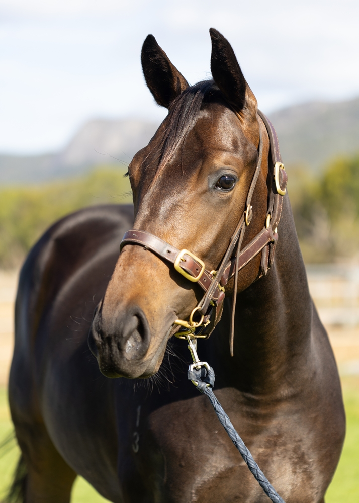 Maschino (AUS) / Shamelessly (NZ) 2023 Filly - Image 2