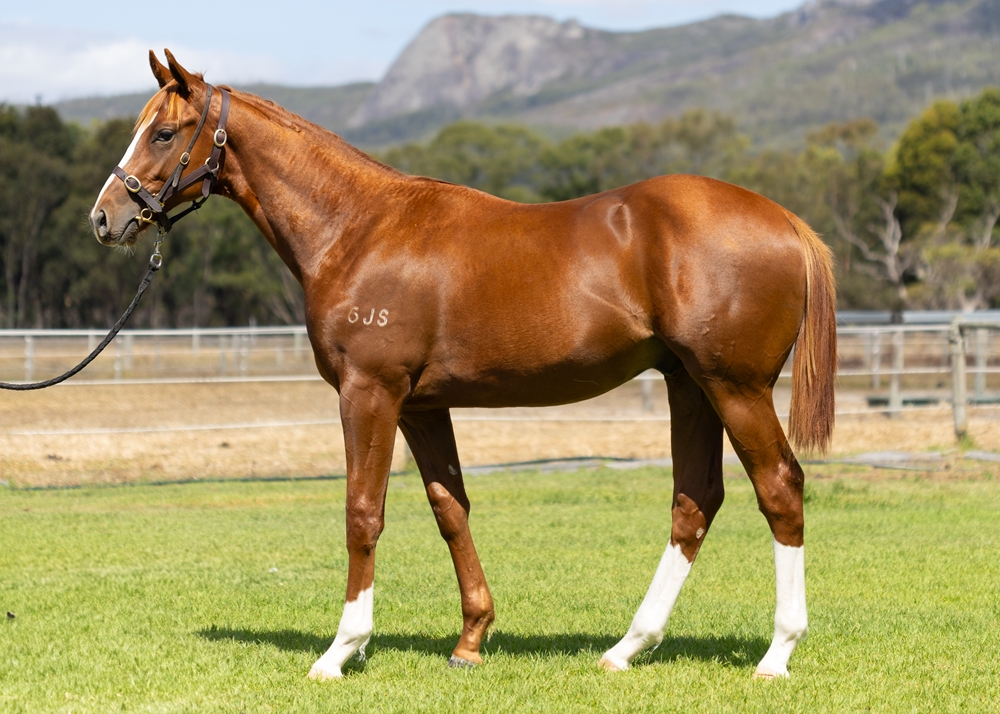Maschino (AUS) / Tennessee Pasha (AUS) 2023 Colt - Image 1