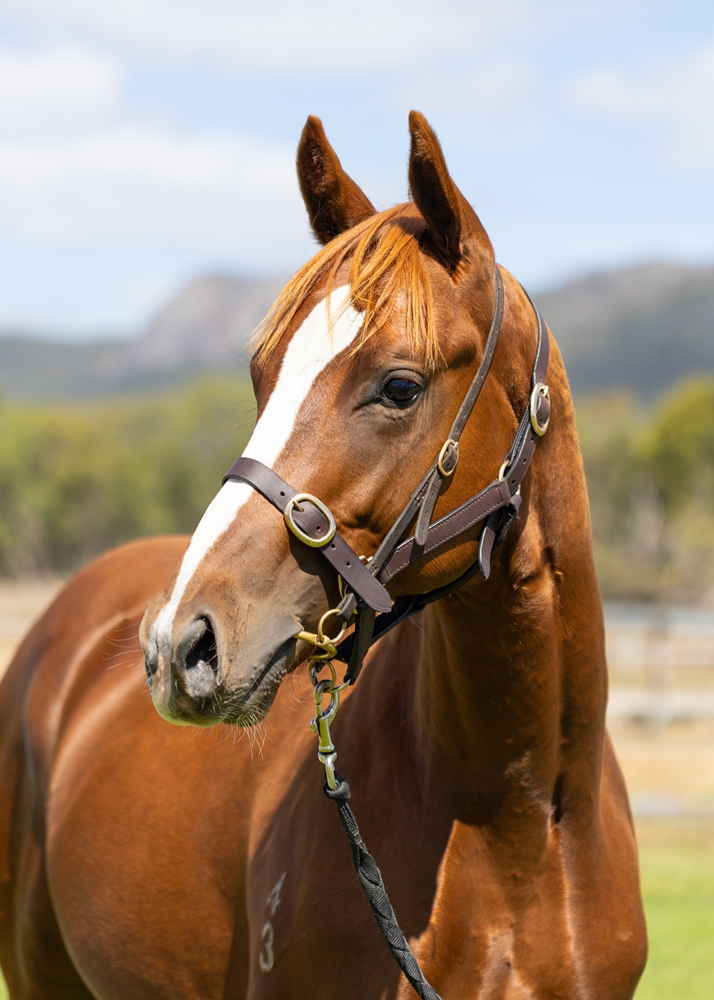 Maschino (AUS) / Tennessee Pasha (AUS) 2023 Colt - Image 2