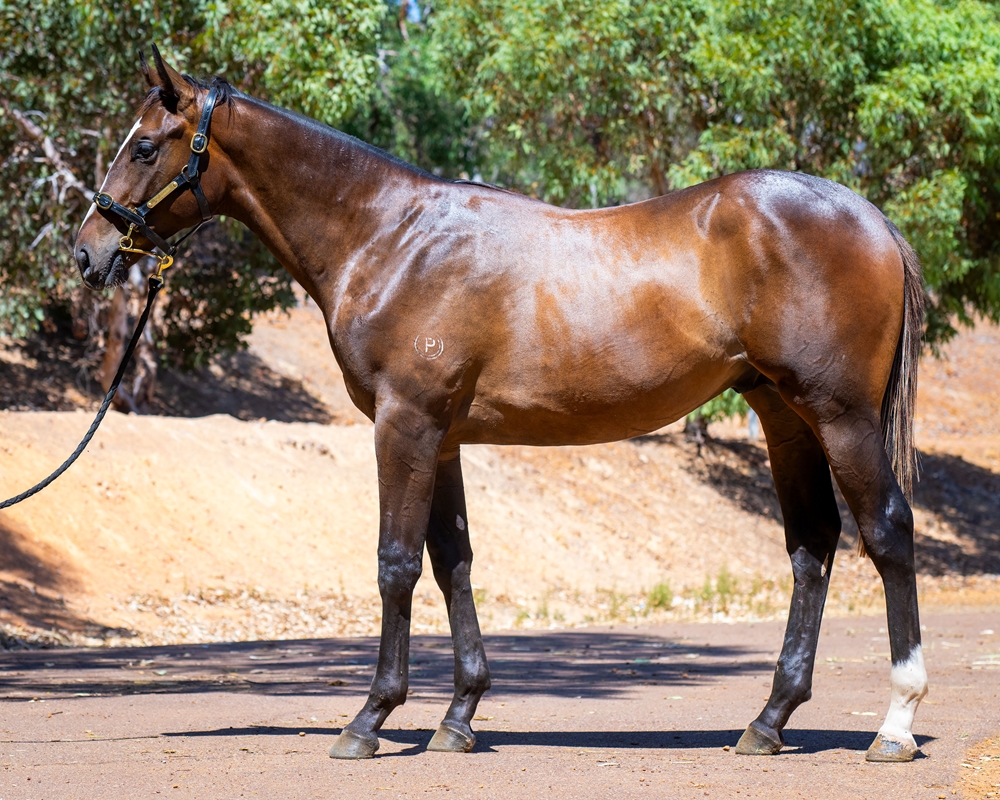 Bondi (AUS) / Talent (AUS) 2023 Colt - Image 1