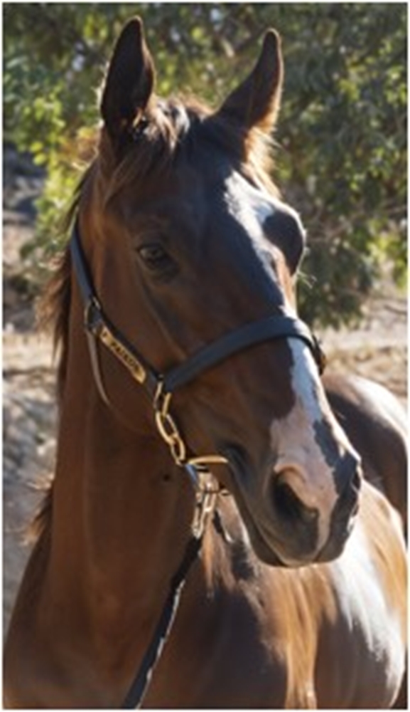 Bondi (AUS) / Talent (AUS) 2023 Colt - Image 2