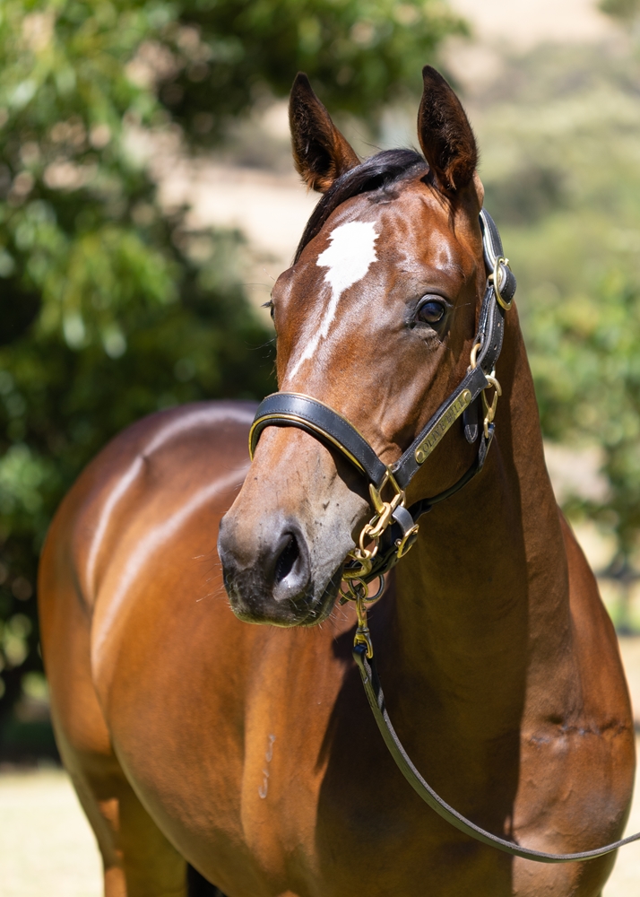 Splintex (AUS) / Lacie Locket (AUS) 2023 Filly - Image 2