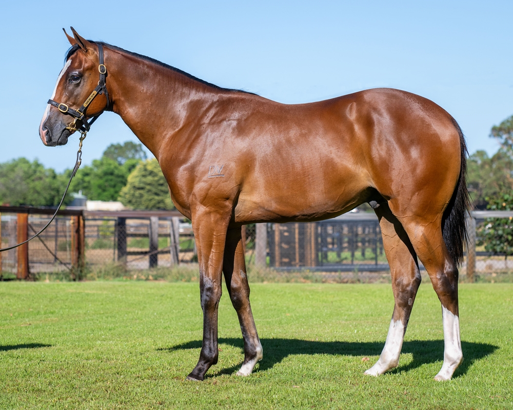 Splintex (AUS) / Ellibuba (AUS) 2023 Colt - Image 1