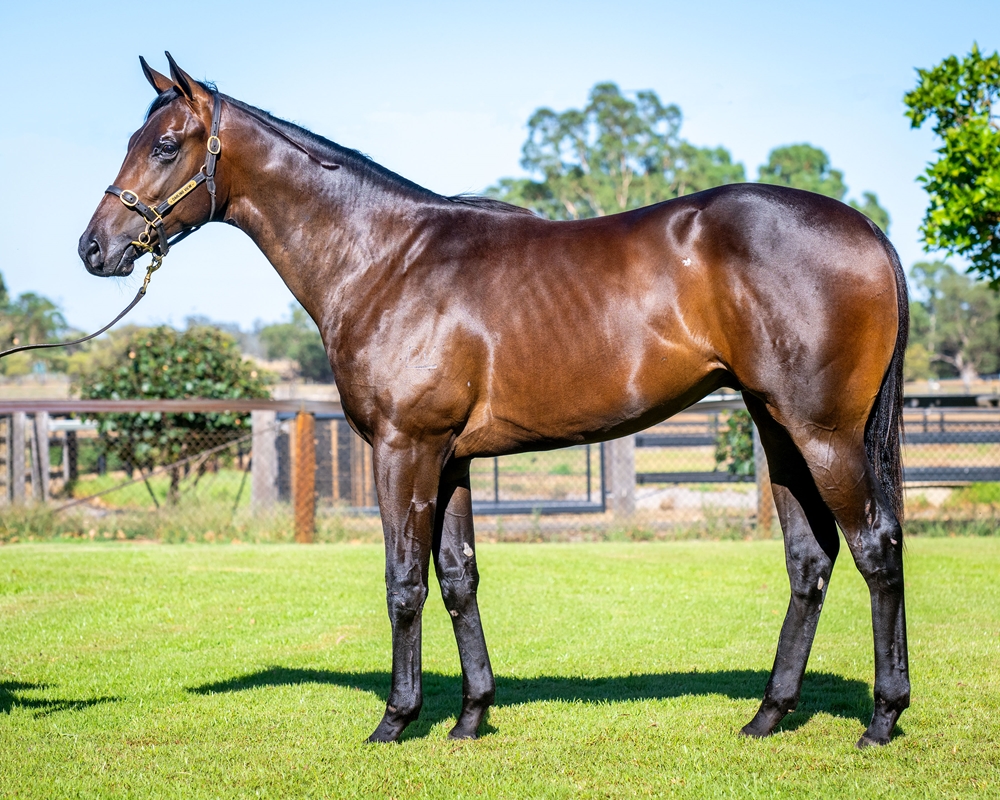 Playing God (AUS) / Silver War (AUS) 2023 Colt - Image 1