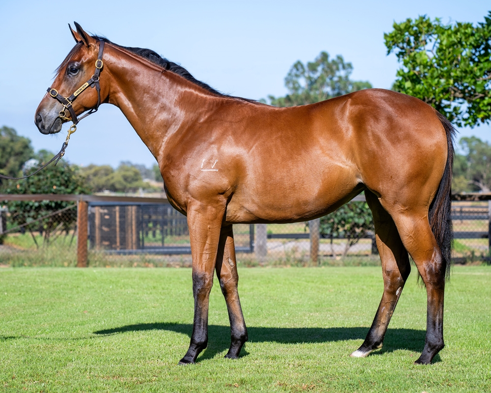 Splintex (AUS) / Snippety Belle (AUS) 2023 Filly - Image 1