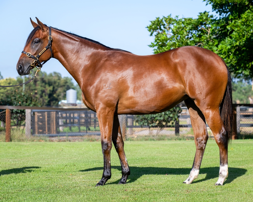 Splintex (AUS) / Toni May (NZ) 2023 Filly - Image 1