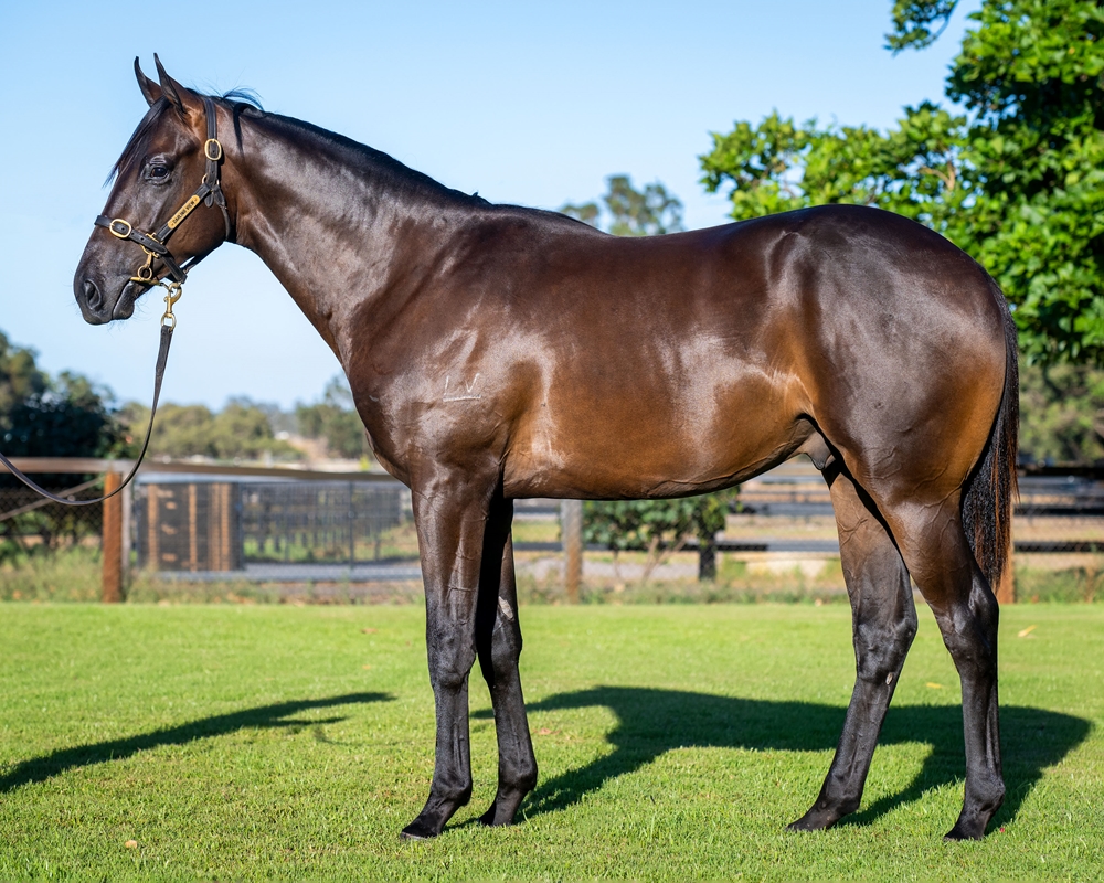 Splintex (AUS) / Amillionite (AUS) 2023 Colt - Image 1