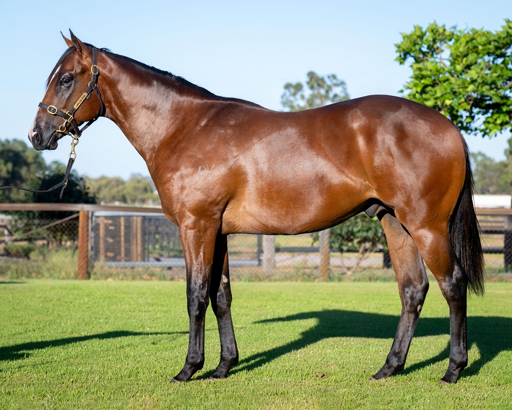 Splintex (AUS) / Beffunjar (AUS) 2023 Colt - Image 1