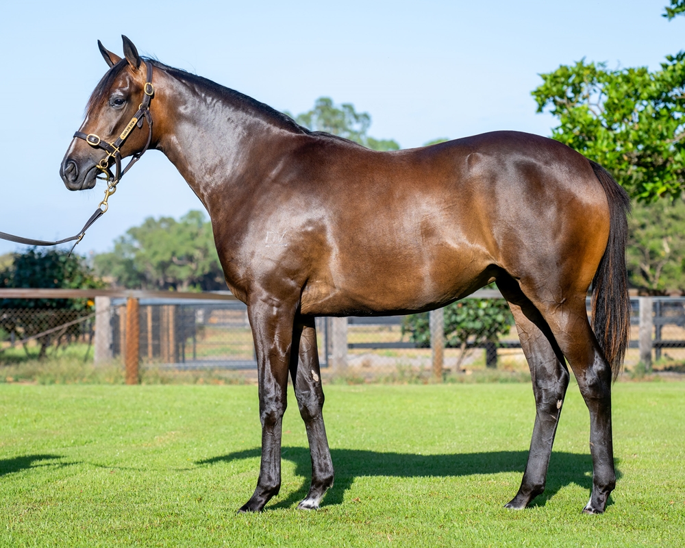 Playing God (AUS) / Wild Memories (AUS) 2023 Filly - Image 1