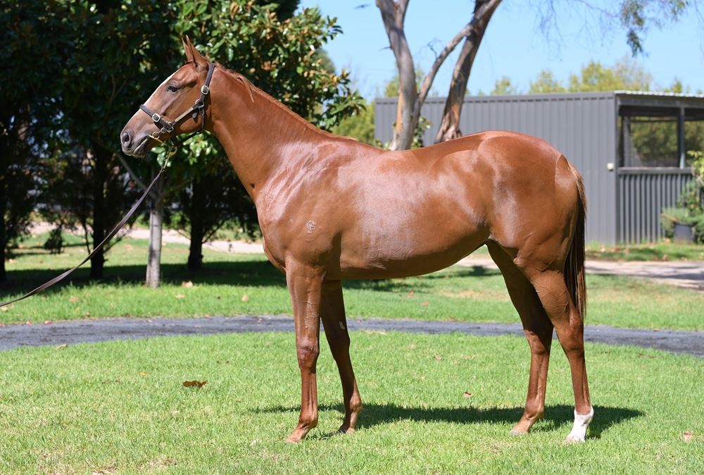 Splintex (AUS) / Minicoop (AUS) 2023 Filly - Image 1