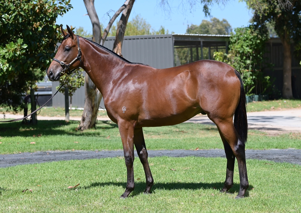 Playing God (AUS) / Zouling (AUS) 2023 Colt - Image 1