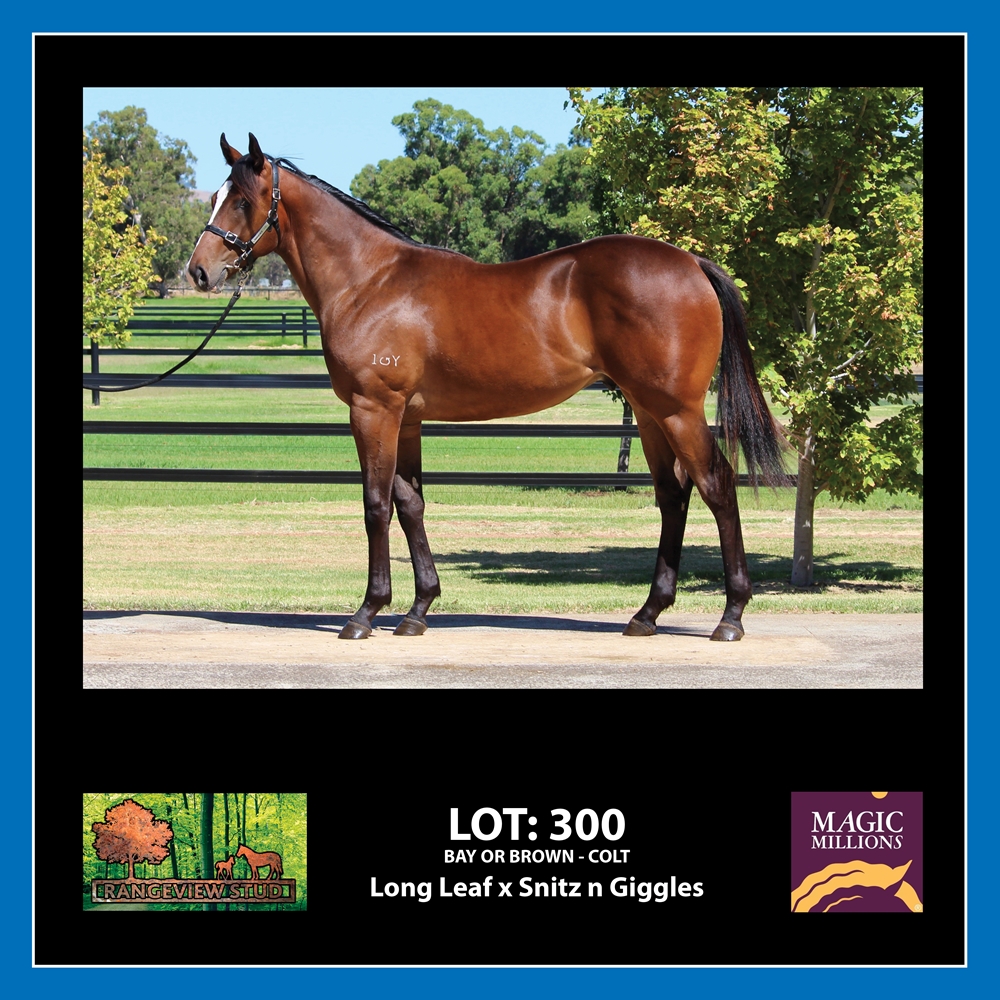 Long Leaf (AUS) / Snitz 'n' Giggles (AUS) 2023 Colt - Image 1