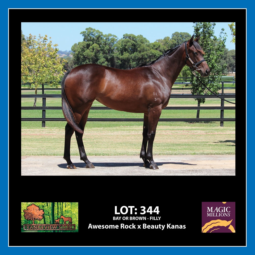 Awesome Rock (AUS) / Beauty Kanas (AUS) 2023 Filly - Image 1