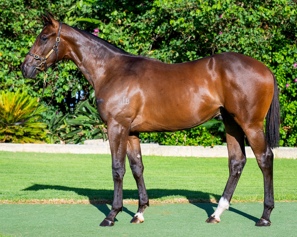 Awesome Rock (AUS) / Double the Magic (AUS) 2023 Colt - Image 1