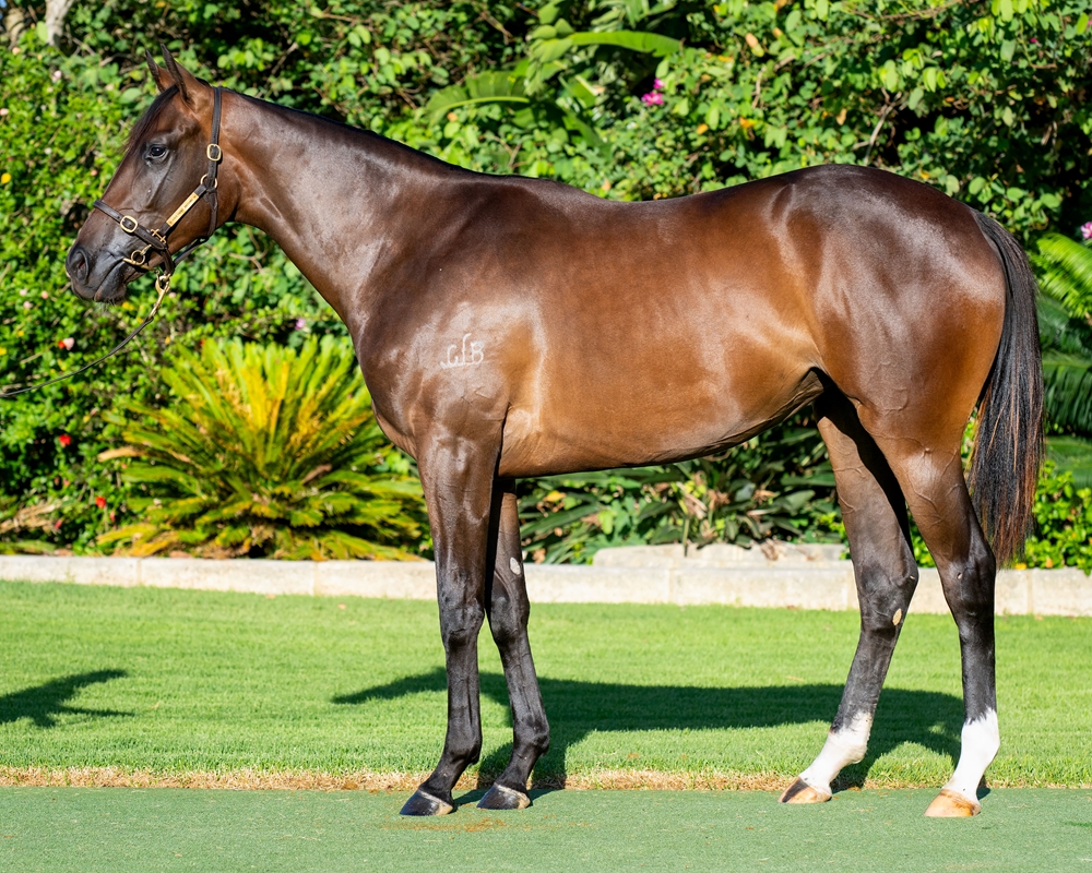Awesome Rock (AUS) / Fine Approach (AUS) 2023 Filly - Image 1