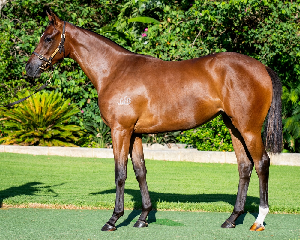 Toronado (IRE) / Lucky Ana (NZ) 2023 Filly - Image 1