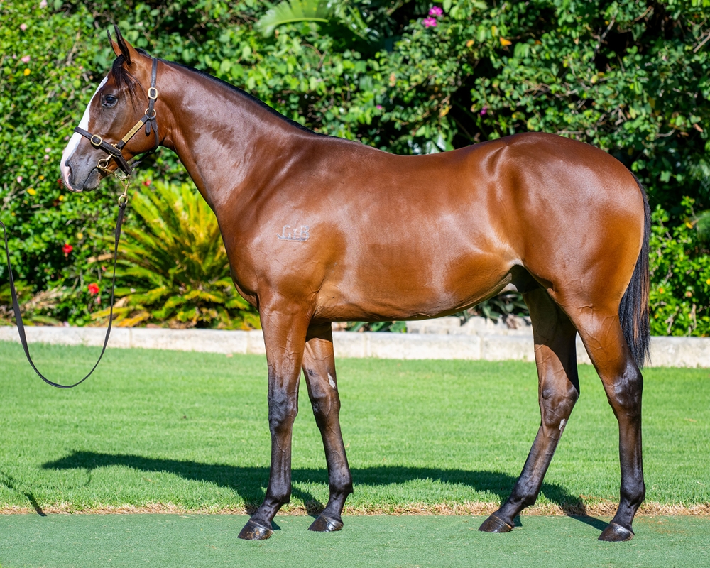 Splintex (AUS) / Prete a Partir (AUS) 2023 Colt - Image 1