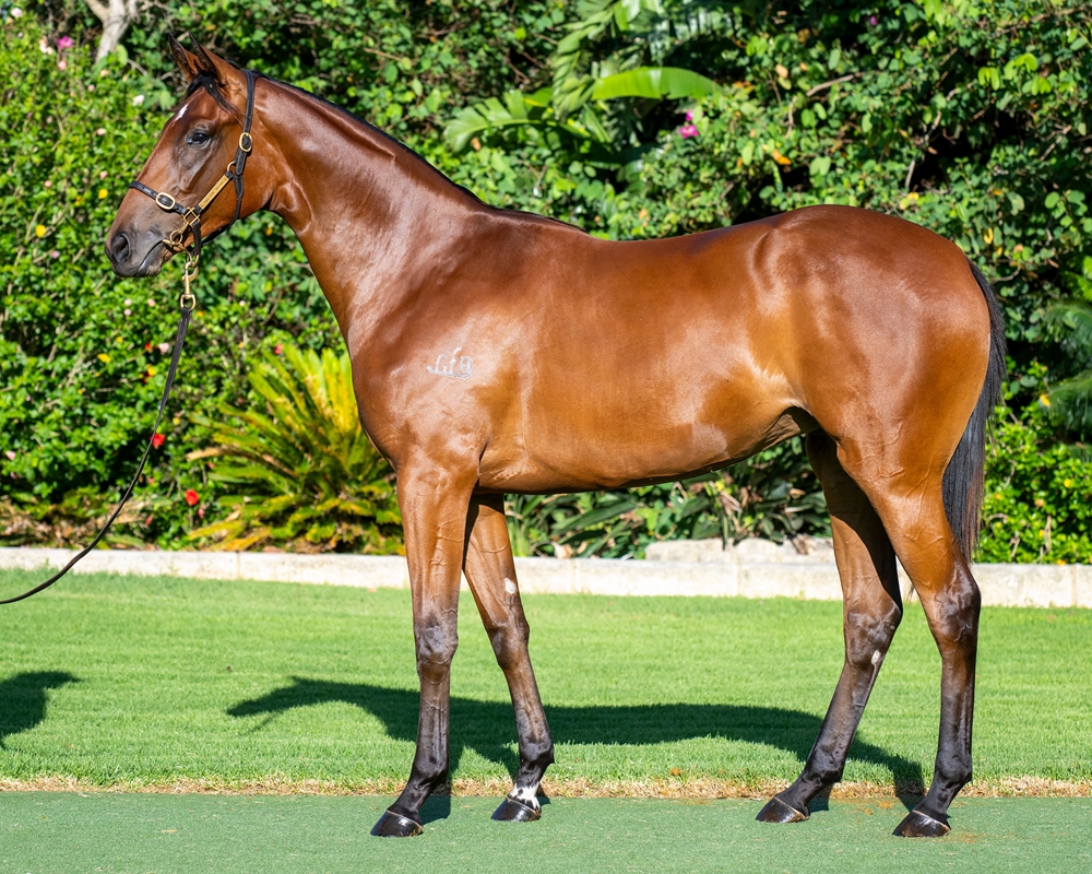 Playing God (AUS) / Alta Sull'amore (AUS) 2023 Filly - Image 1