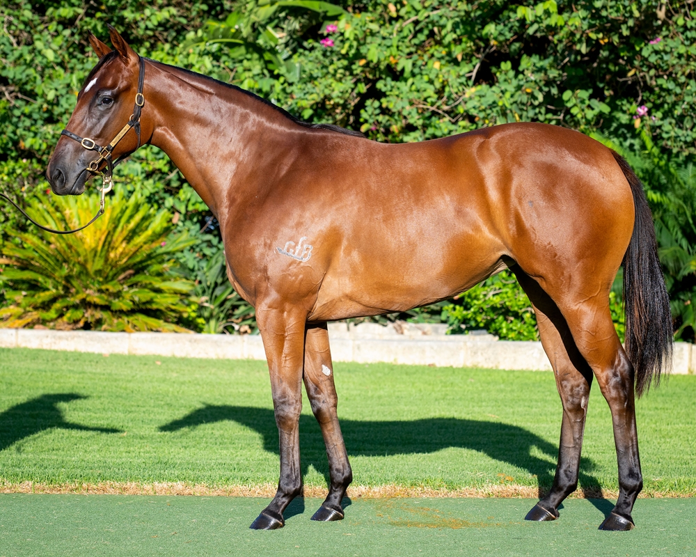 Earthlight (IRE) / Andalusia (AUS) 2023 Filly - Image 1