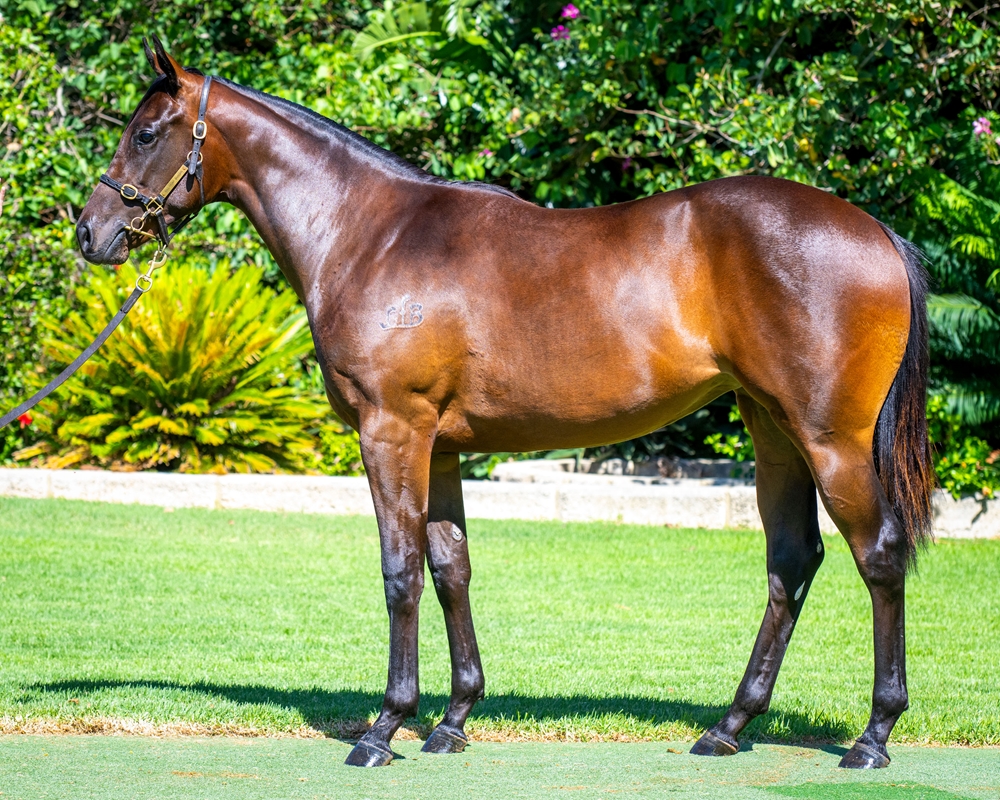 Awesome Rock (AUS) / She's Vital (AUS) 2023 Filly - Image 1