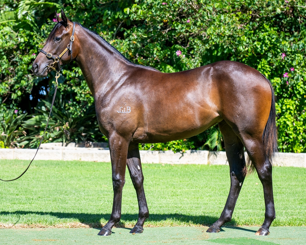 Xtravagant (NZ) / Think Velvet Moon (AUS) 2023 Filly - Image 1