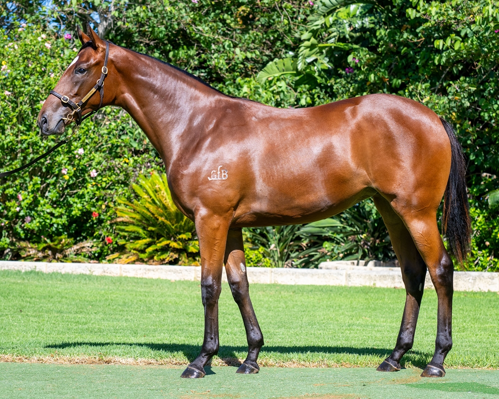 Gingerbread Man (AUS) / Valentine's Reward (AUS) 2023 Filly - Image 1