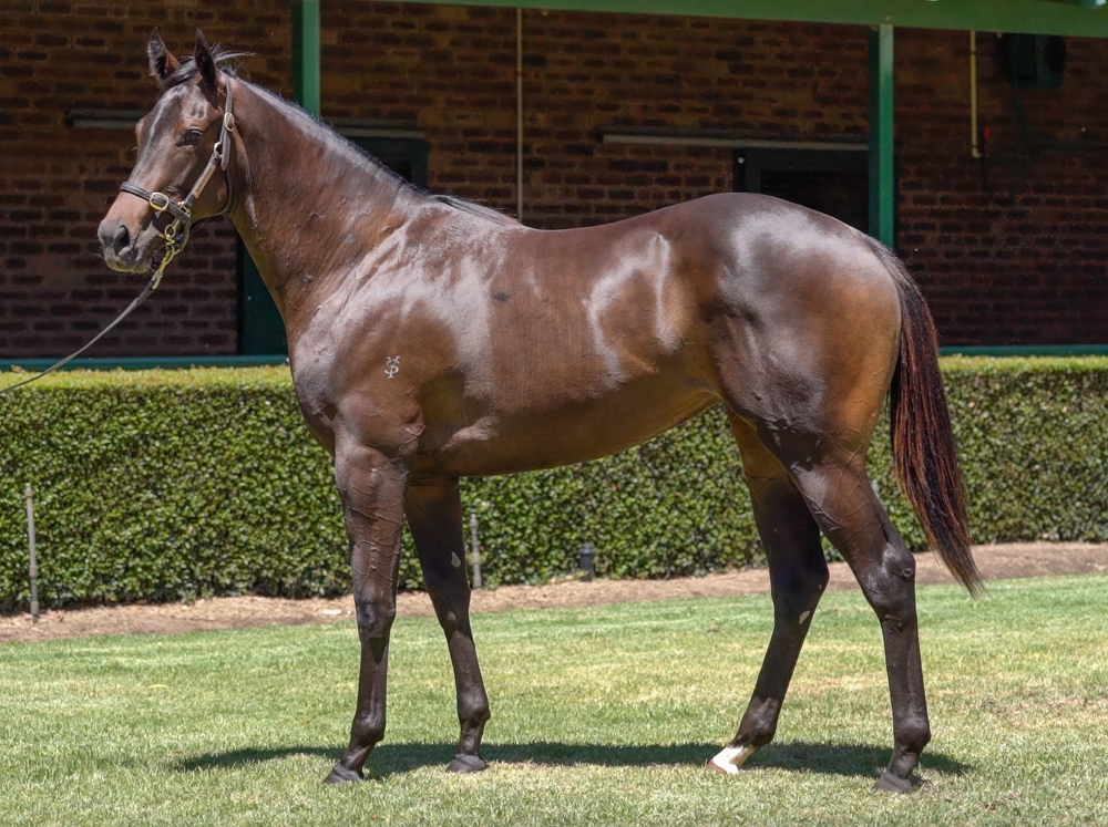 So You Think (NZ) / Dainty Tess (AUS) 2023 Filly - Image 1