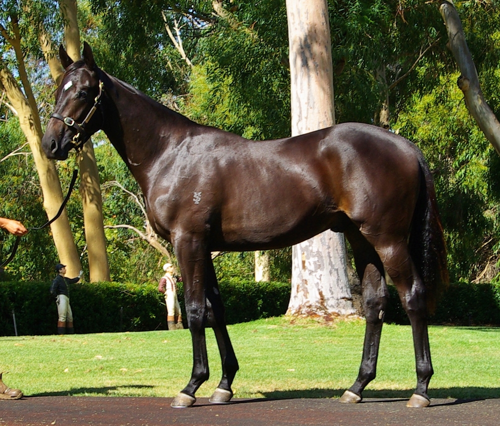 Palace Pier (GB) / Mizlecki (AUS) 2023 Colt - Image 1