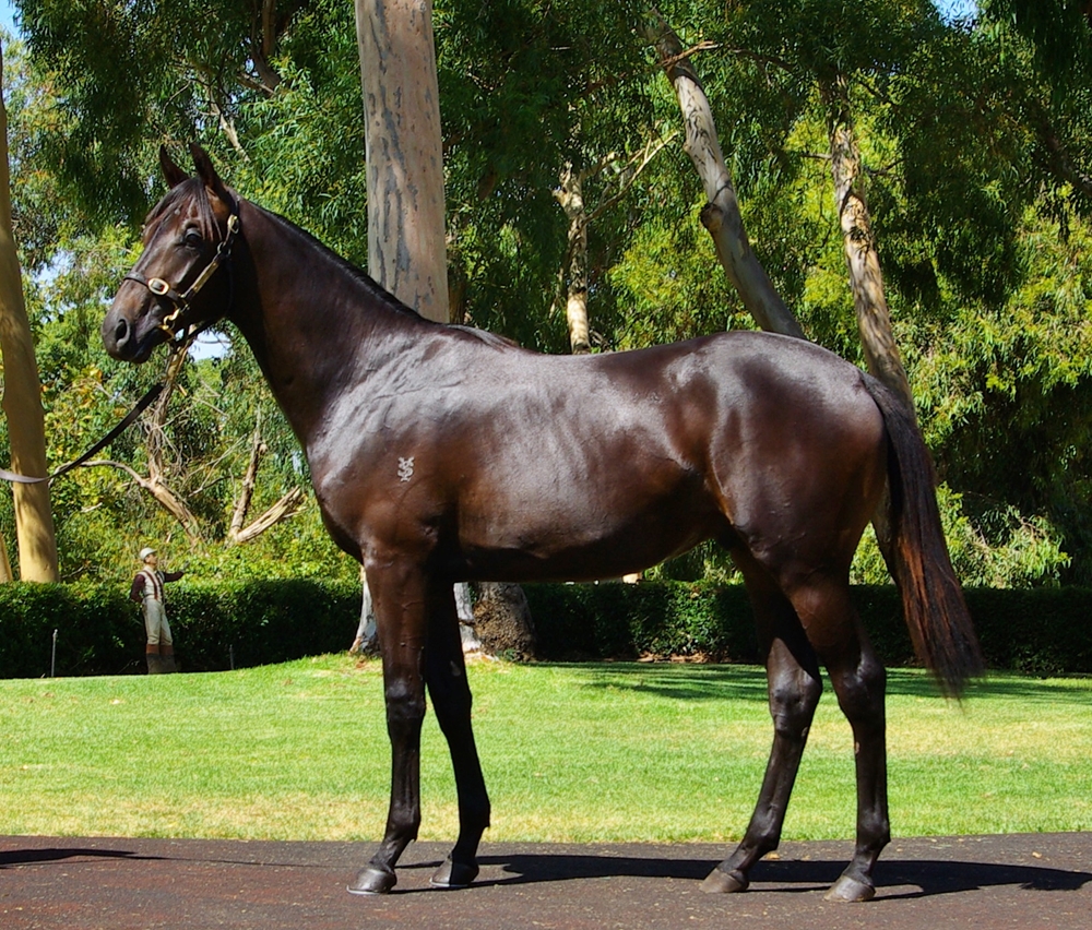 Playing God (AUS) / Pasadena Girl (NZ) 2023 Colt - Image 1