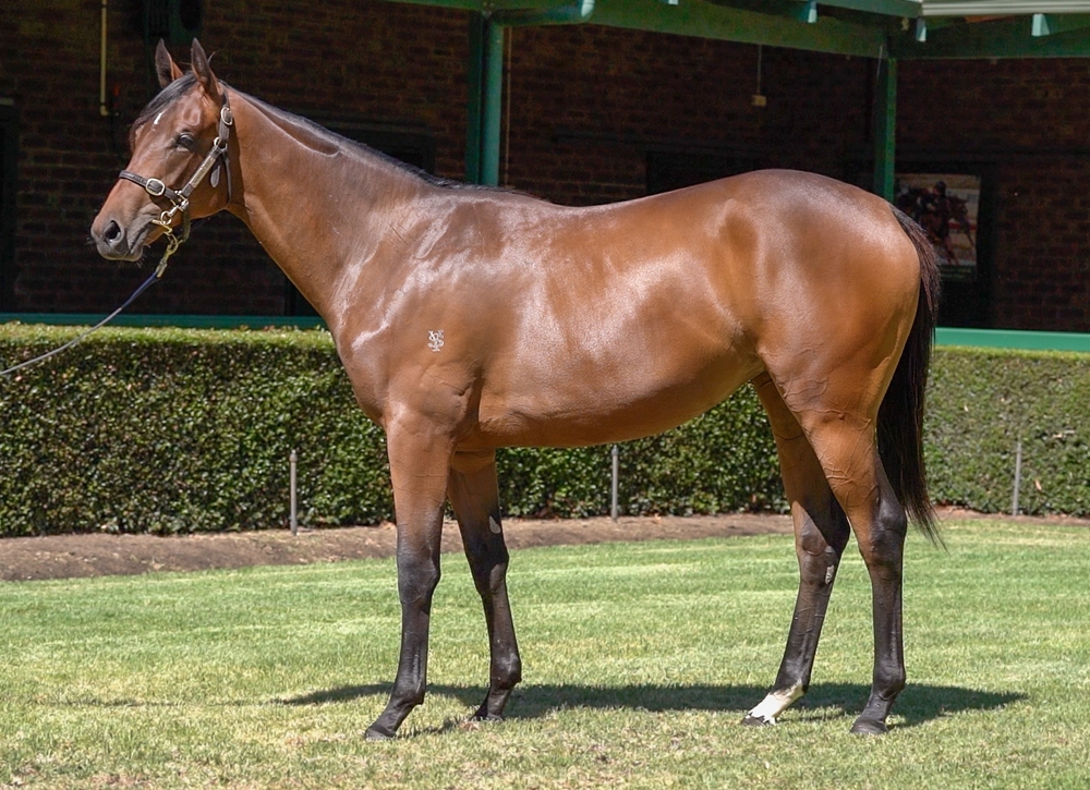Playing God (AUS) / Amalfi Lass (AUS) 2023 Filly - Image 1