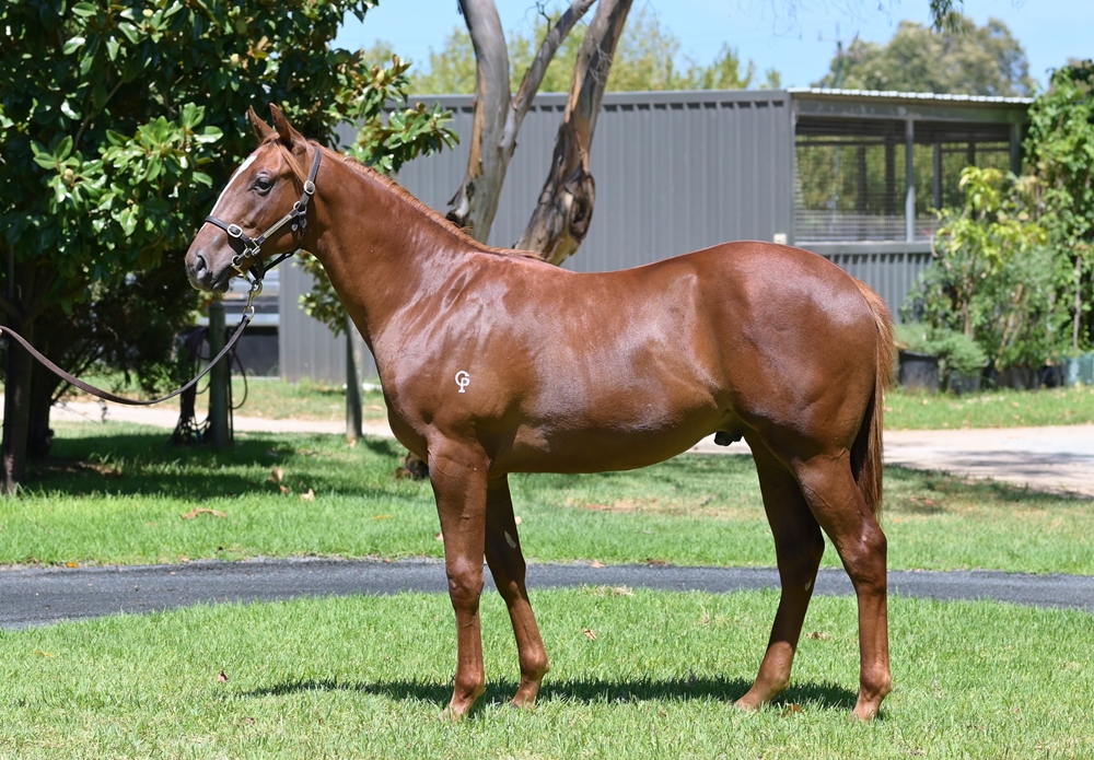 Splintex (AUS) / Aphrodite Rock (AUS) 2023 Colt - Image 1