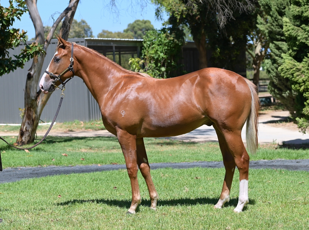 Splintex (AUS) / Arigato (AUS) 2023 Colt - Image 1