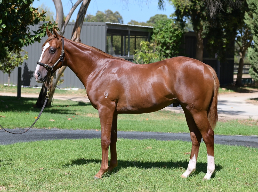 Tiger of Malay (AUS) / Lady Vega (AUS) 2023 Colt - Image 1