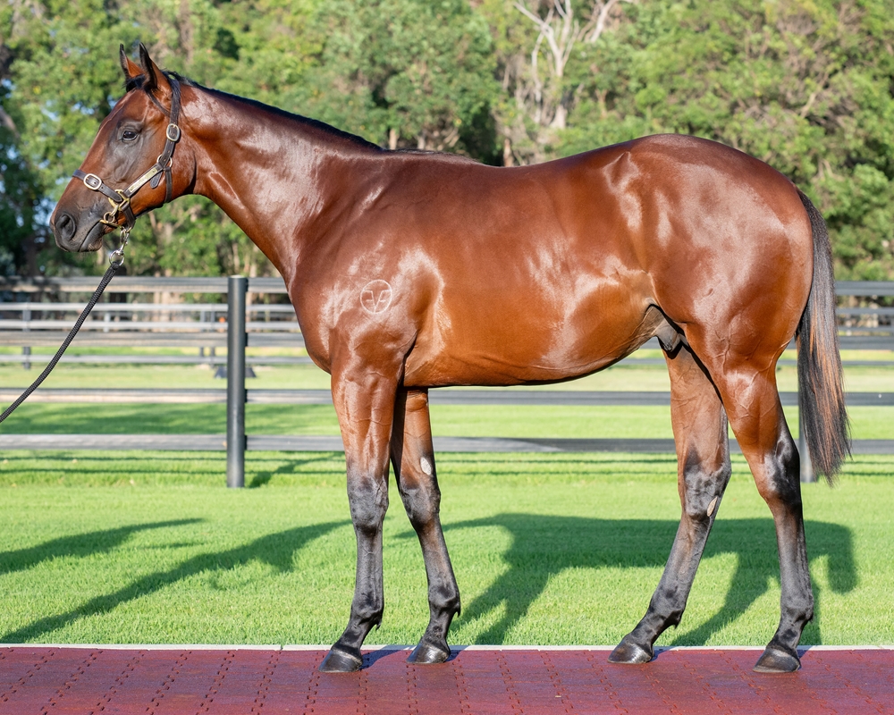 Dirty Work (AUS) / I'm So Sweet (AUS) 2023 Colt - Image 1