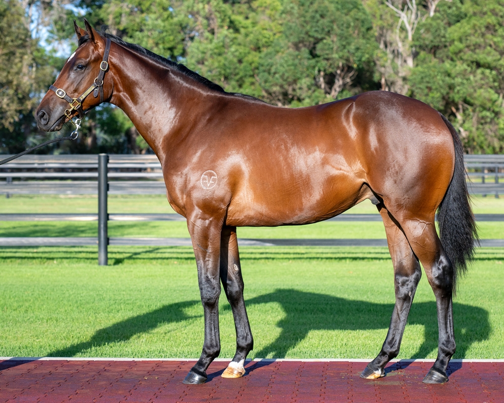 Toronado (IRE) / Keltara (AUS) 2023 Colt - Image 1