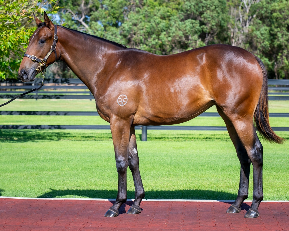 Blue Point (IRE) / Kiss the Breeze (AUS) 2023 Filly - Image 1