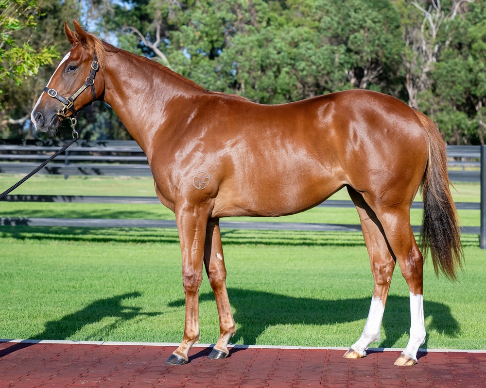 Splintex (AUS) / Royal Strata (AUS) 2023 Filly - Image 1