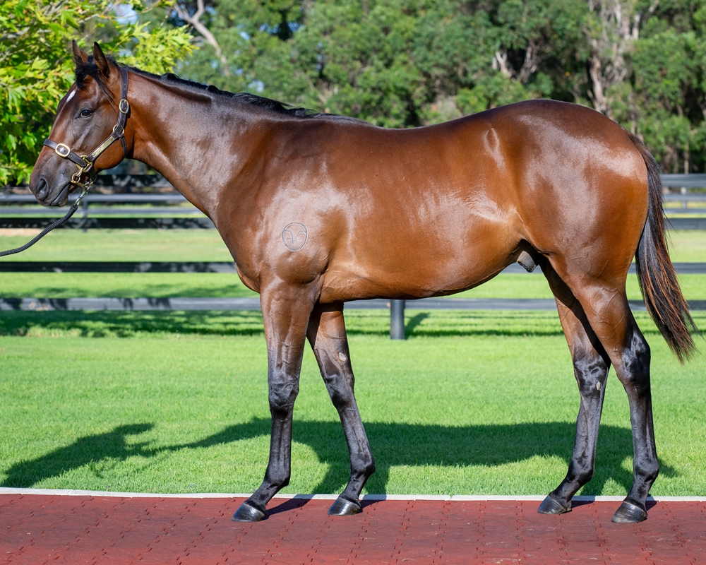 Splintex (AUS) / Skating on Ice (AUS) 2023 Colt - Image 1