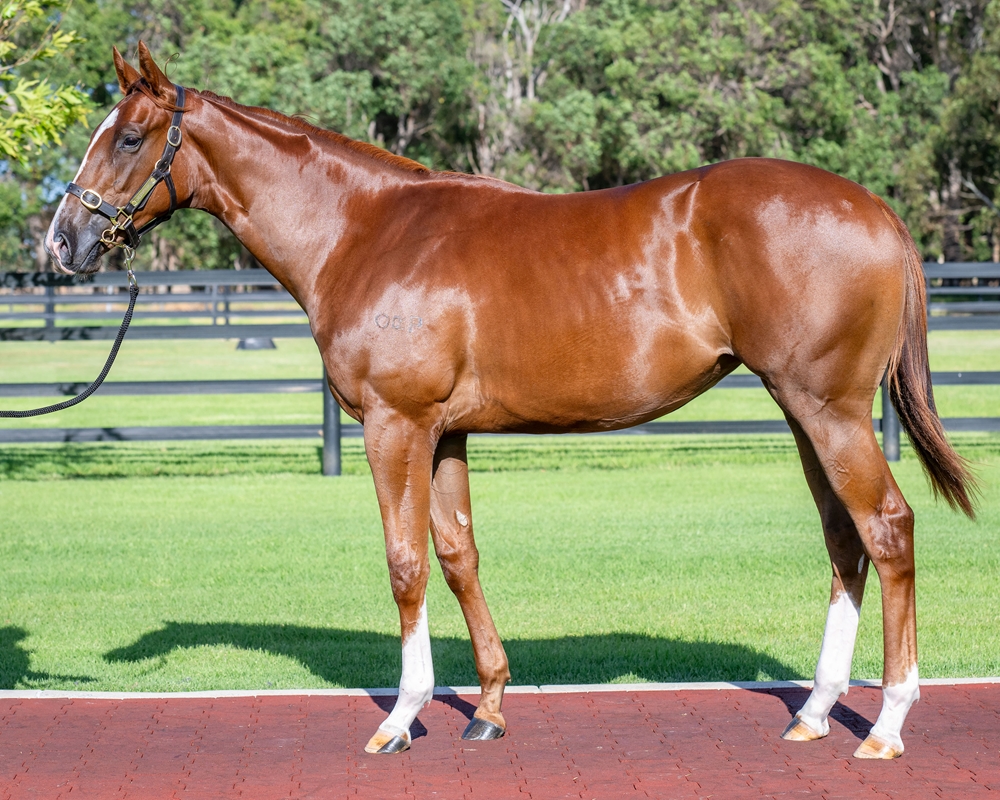 Written Tycoon (AUS) / Absolute Pleasure (AUS) 2023 Filly - Image 1