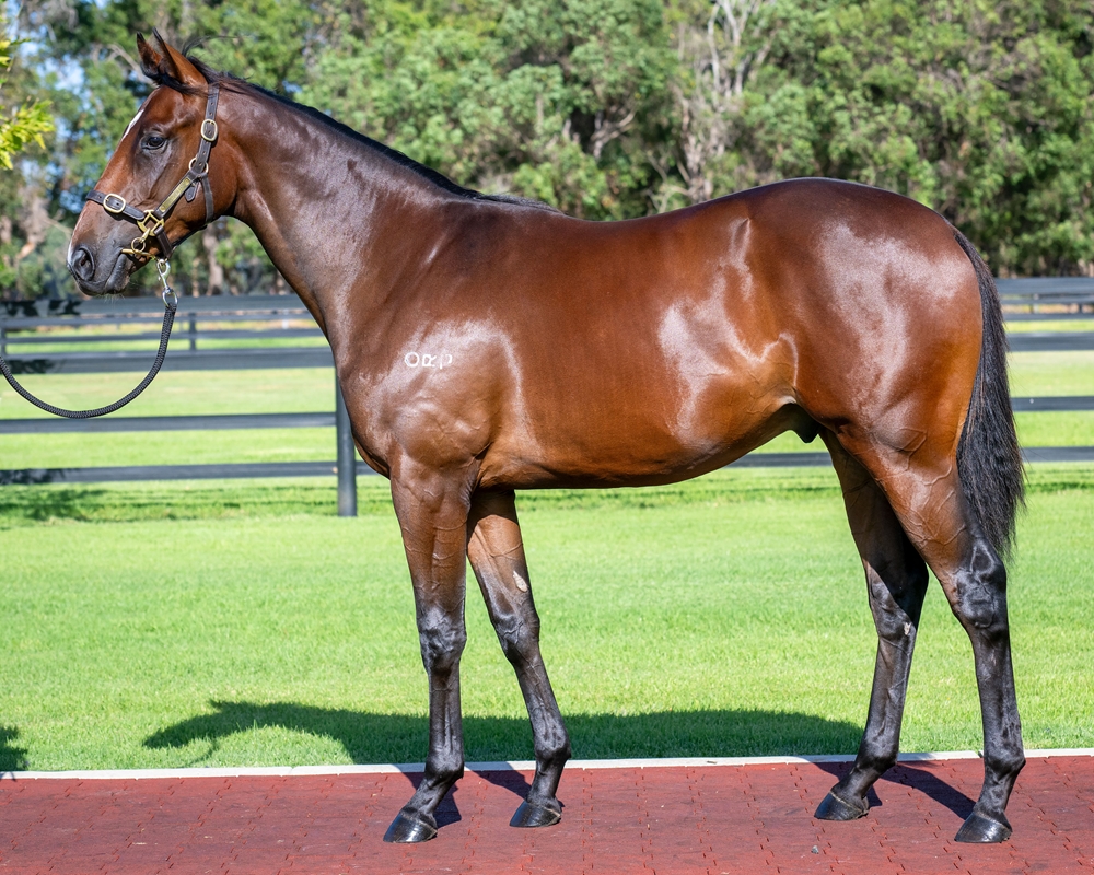 Shalaa (IRE) / Amber Glow (AUS) 2023 Colt - Image 1