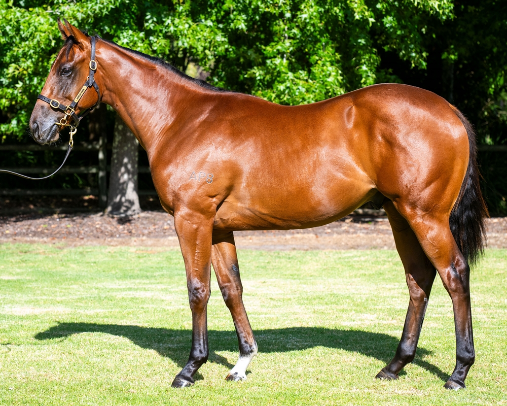 Wild Ruler (AUS) / My Maggie (AUS) 2023 Colt - Image 1