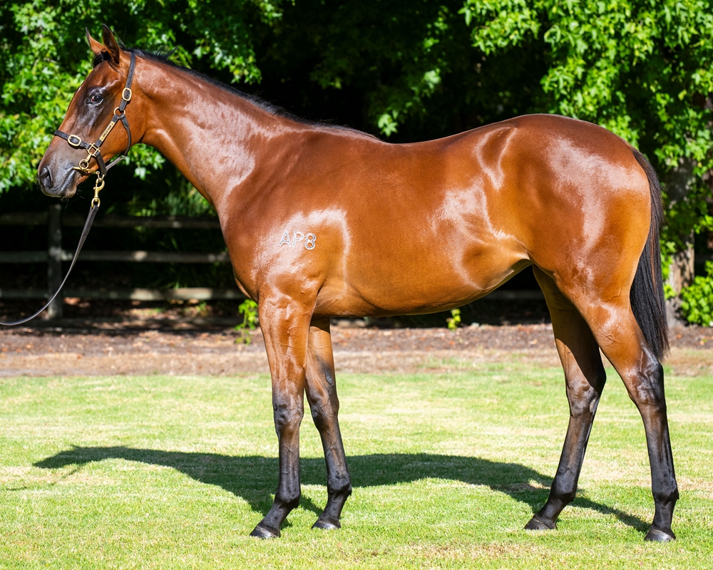 Nicconi (AUS) / Rosmartini (AUS) 2023 Filly - Image 1