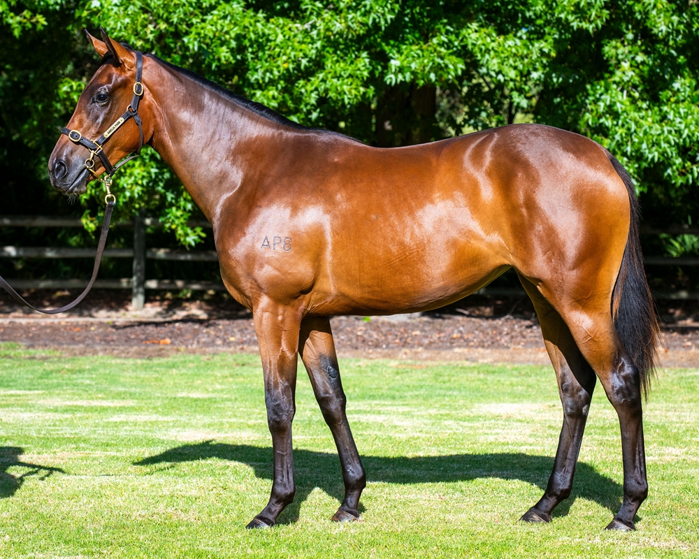 Dundeel (NZ) / Yu (AUS) 2023 Filly - Image 1