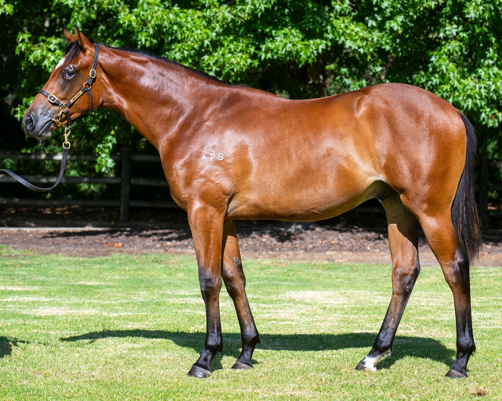 King's Legacy (AUS) / Addie Lane (AUS) 2023 Colt - Image 1