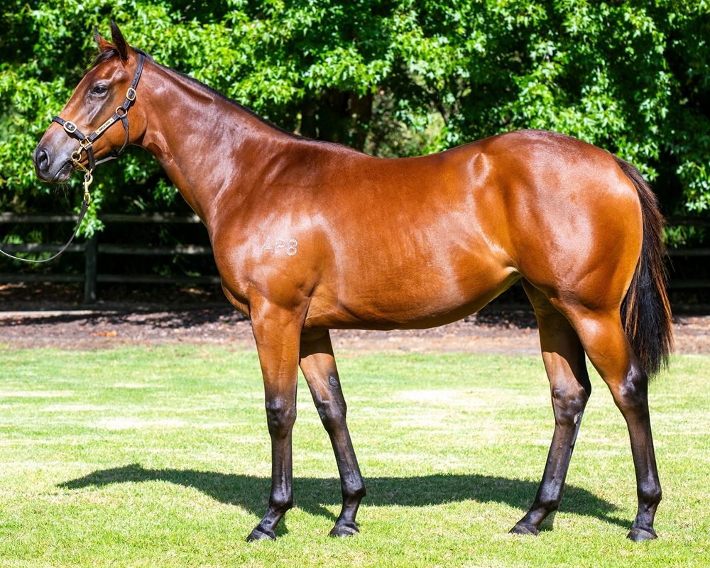 King's Legacy (AUS) / Amelia's Contraire (AUS) 2023 Filly - Image 1