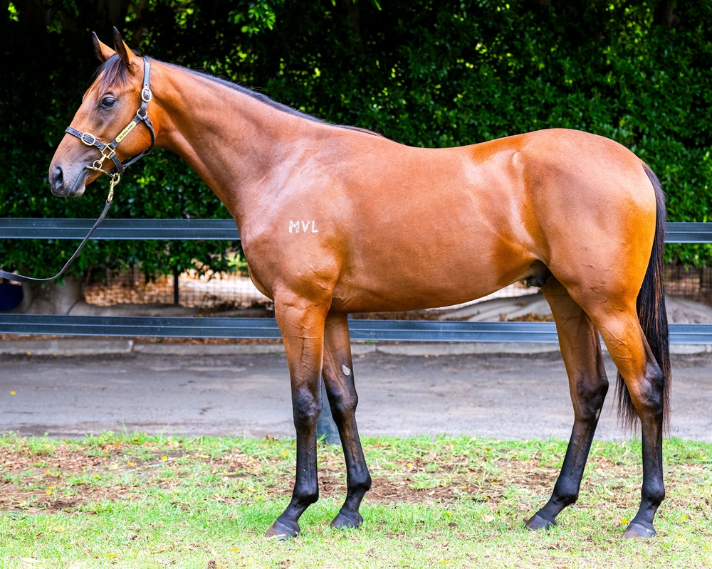 Bivouac (AUS) / Triple Latte (USA) 2023 Colt - Image 1