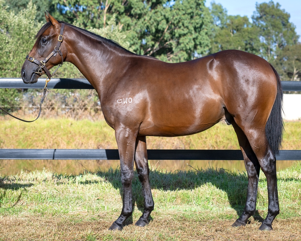 Rommel (AUS) / Parnissius (AUS) 2023 Colt - Image 1