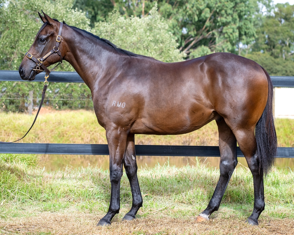 Too Darn Hot (GB) / Tommy Blue (AUS) 2023 G - Image 1